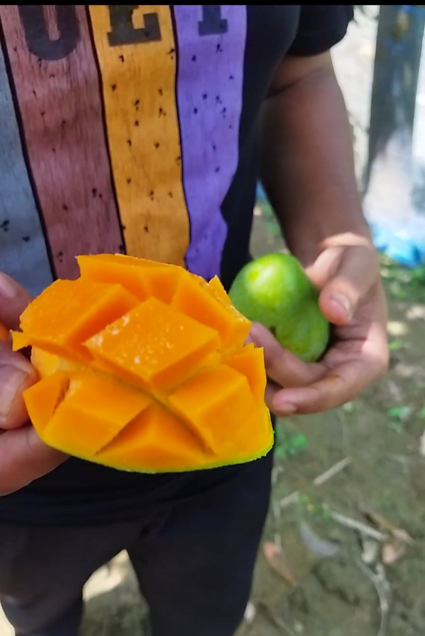 গোপালভোগ আম ১