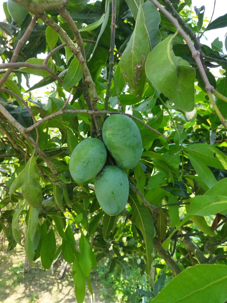 গোপালভোগ আম ২